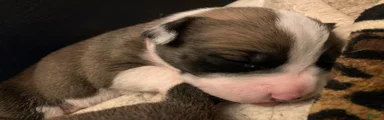 Mixed Breed Puppy 1 light pink