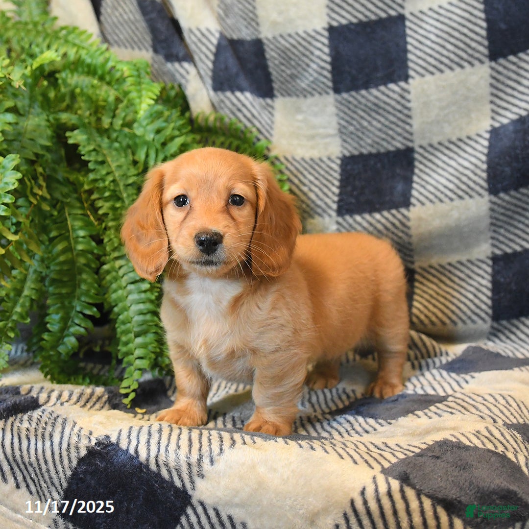 Miniature Dachshund dogs for sale: Millie - Ad 3