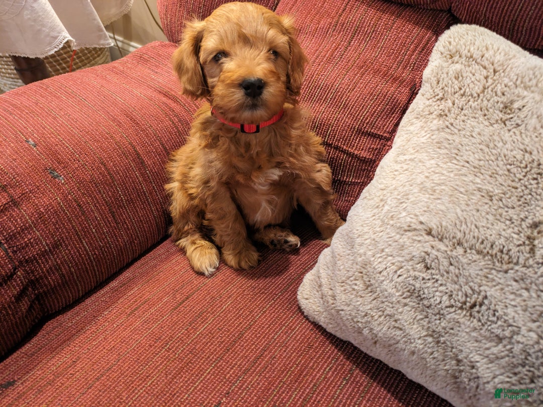 Mini Goldendoodle dogs for sale: Mini Goldendoodle Puppy 1 - Ad 2