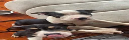 American Pit Bull Terrier dogs for sale: American Pit Bull Terrier 1 - Ad 4