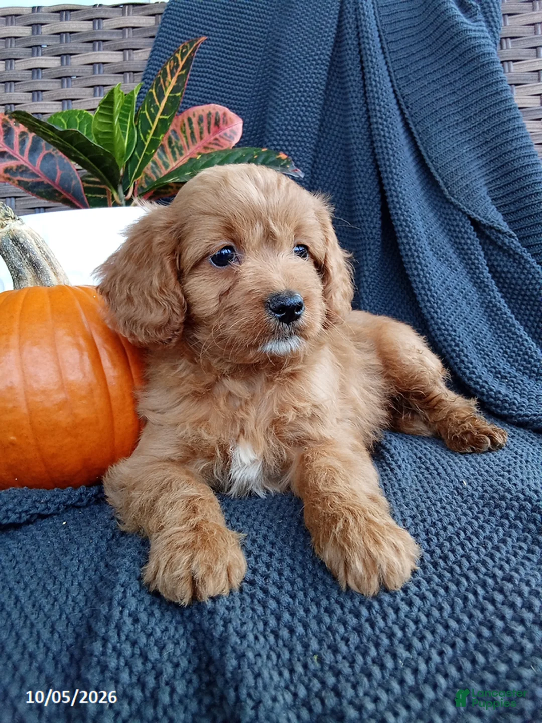 Mixed Breed dogs for sale: Obadiah - Ad 2