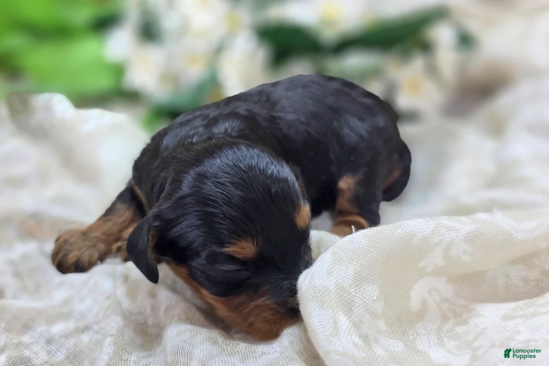 Cavapoo dogs for sale: Shy Vi - Ad 2