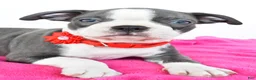 Boston Terrier dogs for sale: Sara - Ad 3