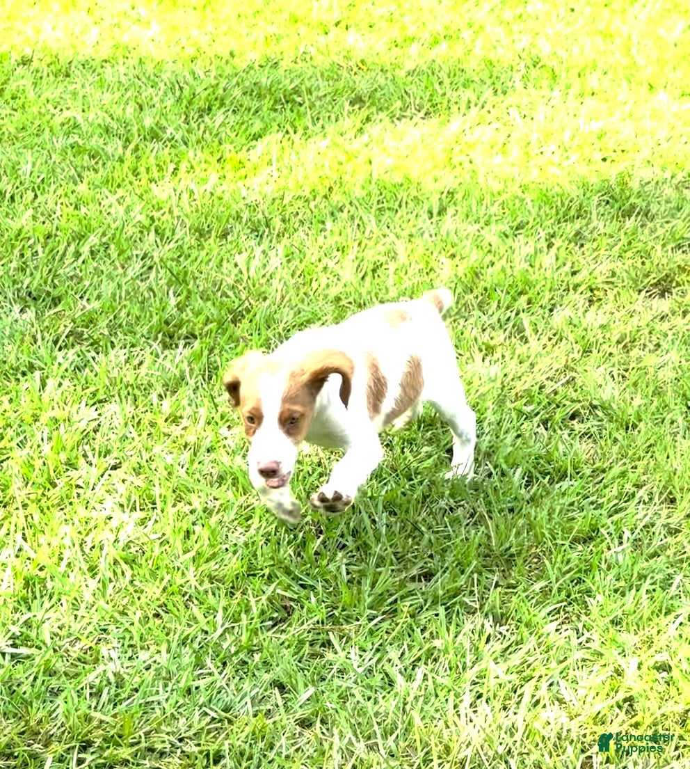 Brittany Spaniel dogs Luke - Ad 2