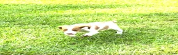 Brittany Spaniel dogs for sale: Luke - Ad 2