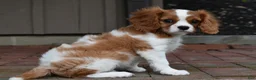 Cavalier King Charles Spaniel dogs for sale: Romeo  - Ad 2
