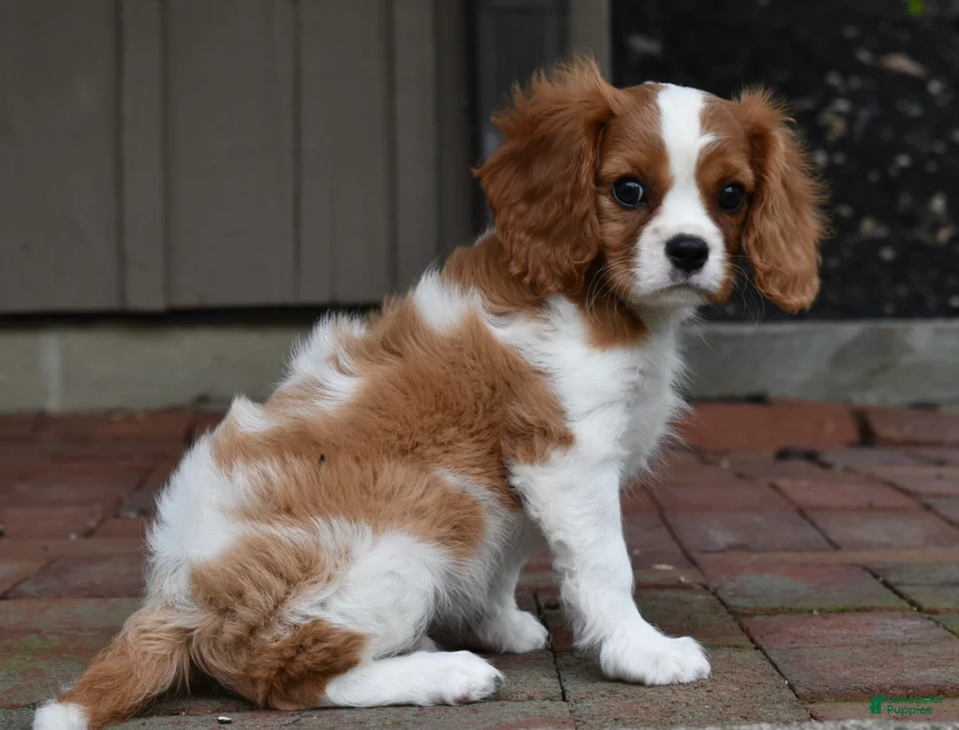 Cavalier King Charles Spaniel dogs for sale: Romeo  - Ad 2