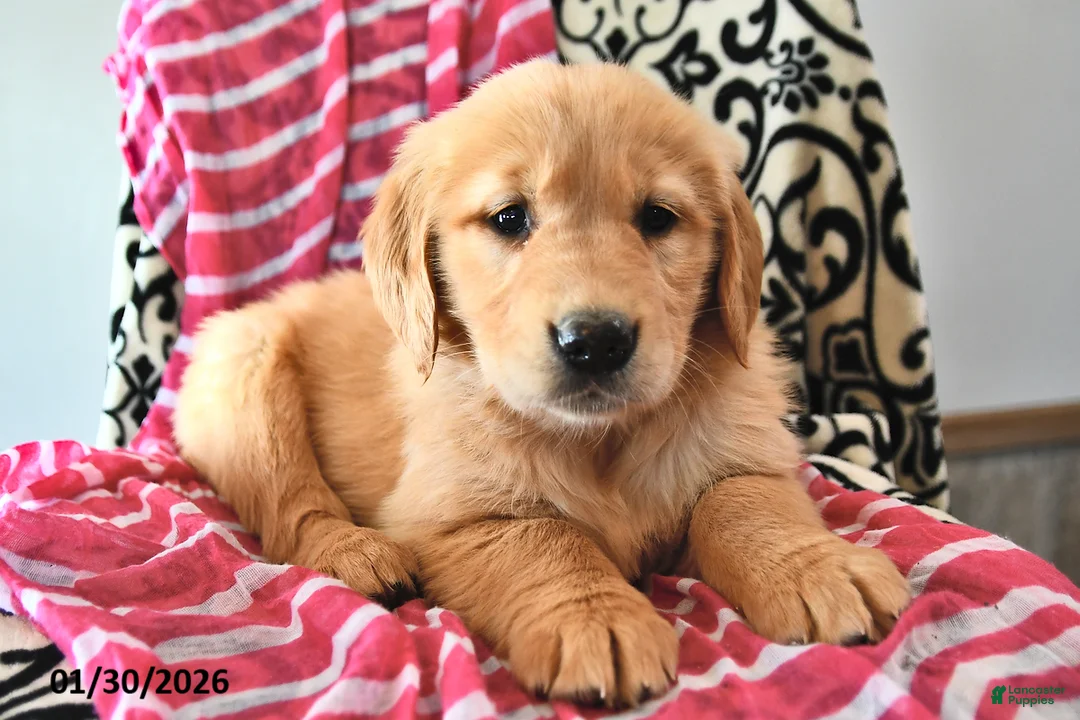 Golden Retriever dogs for sale: Heartdrop - Ad 3