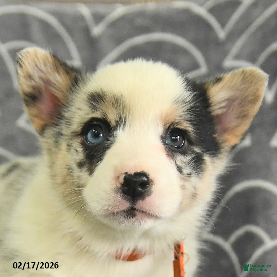 Welsh Corgi Pembroke dogs for sale: Kennedy - Ad 3