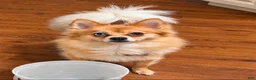 Pomchi dogs for sale: Charlie  - Ad 6
