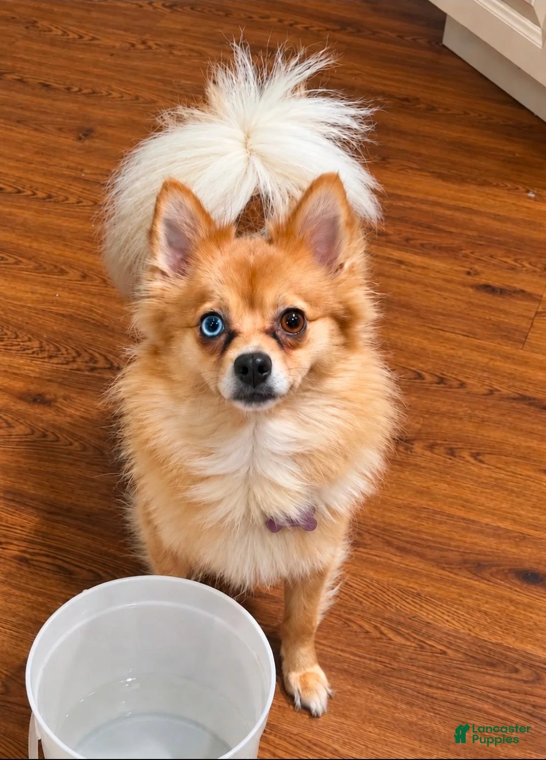 Pomchi dogs for sale: Charlie  - Ad 6