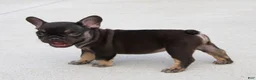 French Bulldog dogs for sale: Hershy - Ad 4