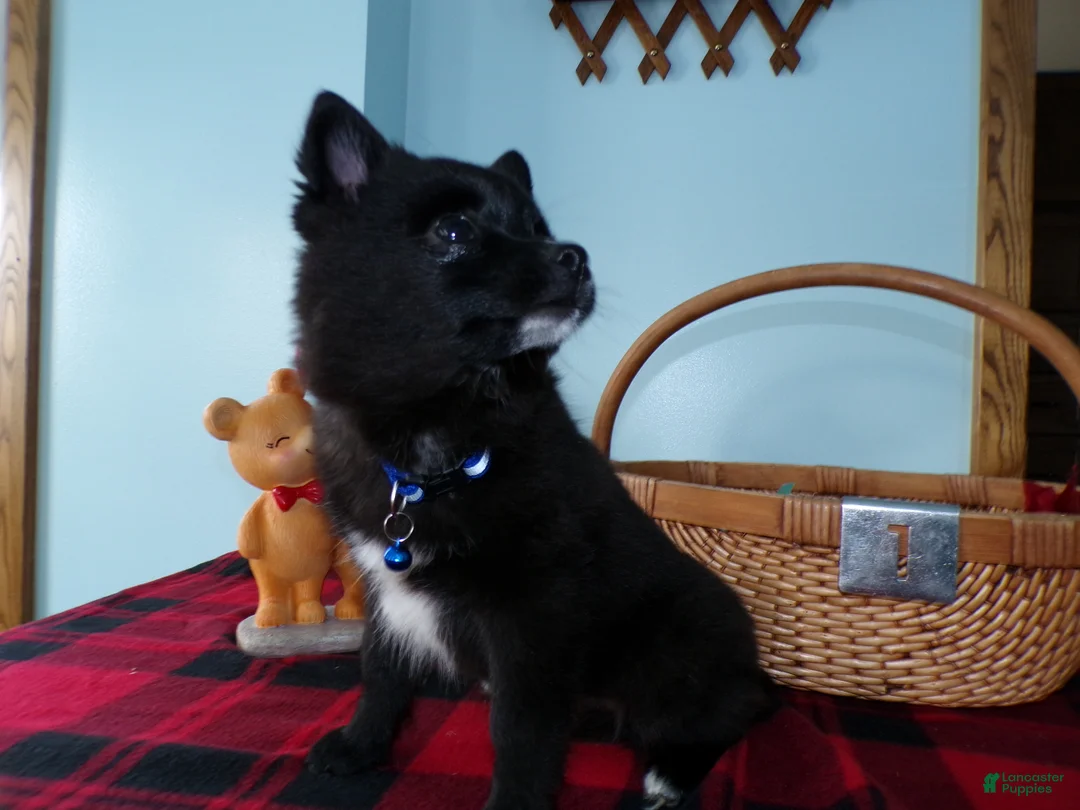 Alaskan Klee Kai dogs for sale: Alaskan Klee Kai Puppy 1 Barthalomew - Ad 2