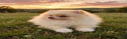 Pomeranian dogs for sale: Pomeranian 2 - Ad 7