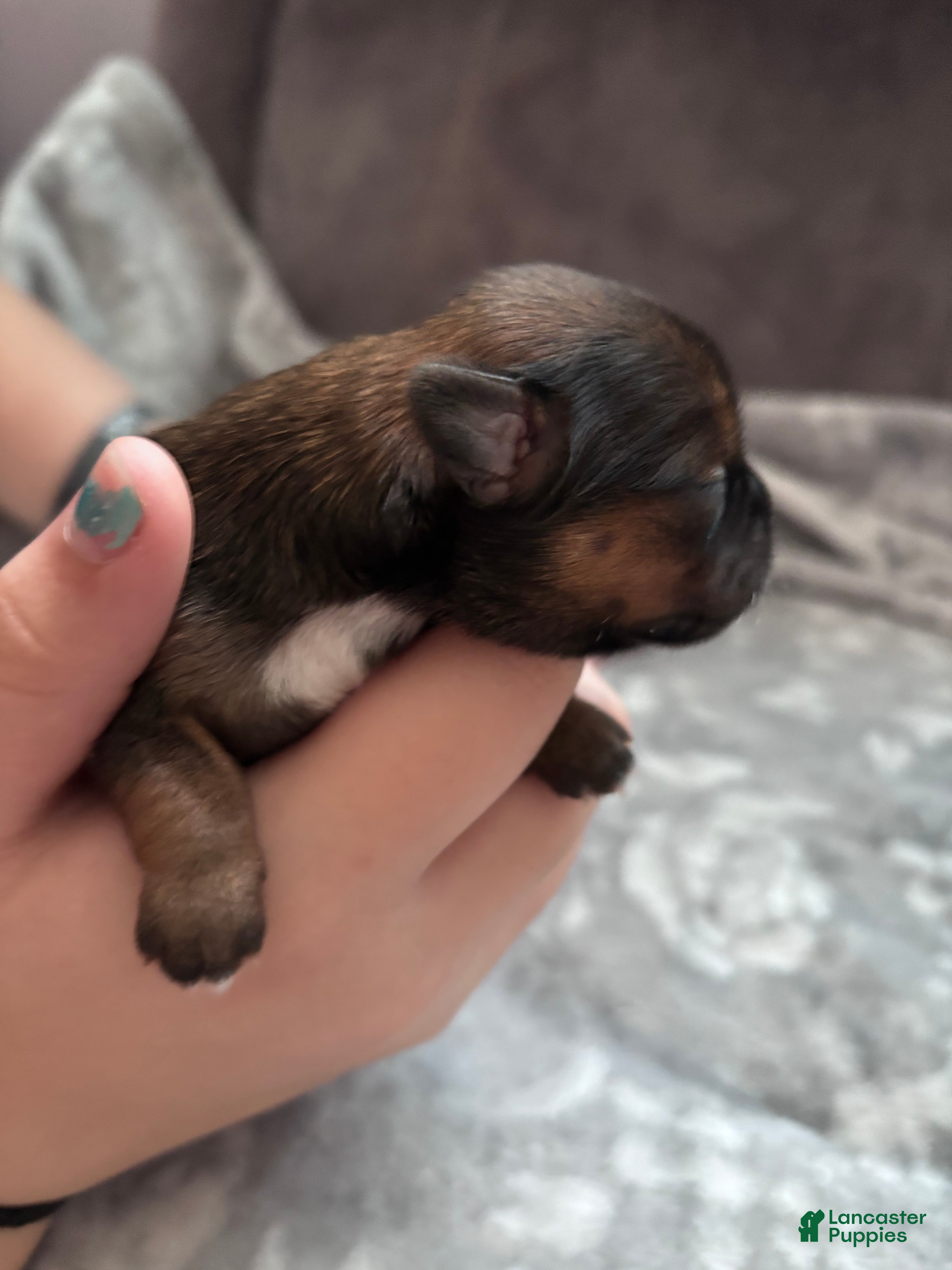 Shorkie dogs for sale: Shorkie 4 Brn/tan/wht Female - Ad 8