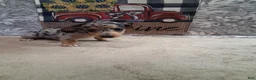 Miniature Dachshund dogs for sale: Henry - Ad 7