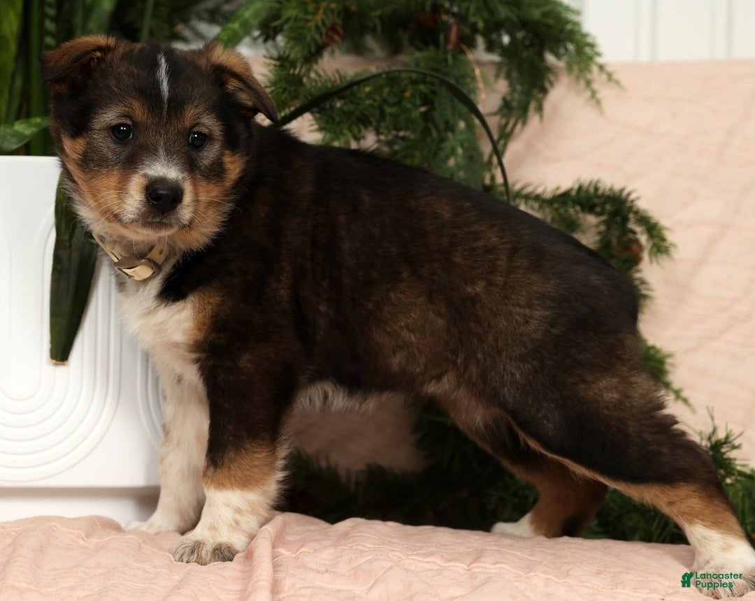Australian Shepherd dogs for sale: Willow - Ad 6