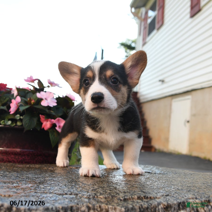 Welsh Corgi Pembroke dogs Renegade - Ad 2