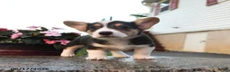 Welsh Corgi Pembroke dogs for sale: Renegade - Ad 2