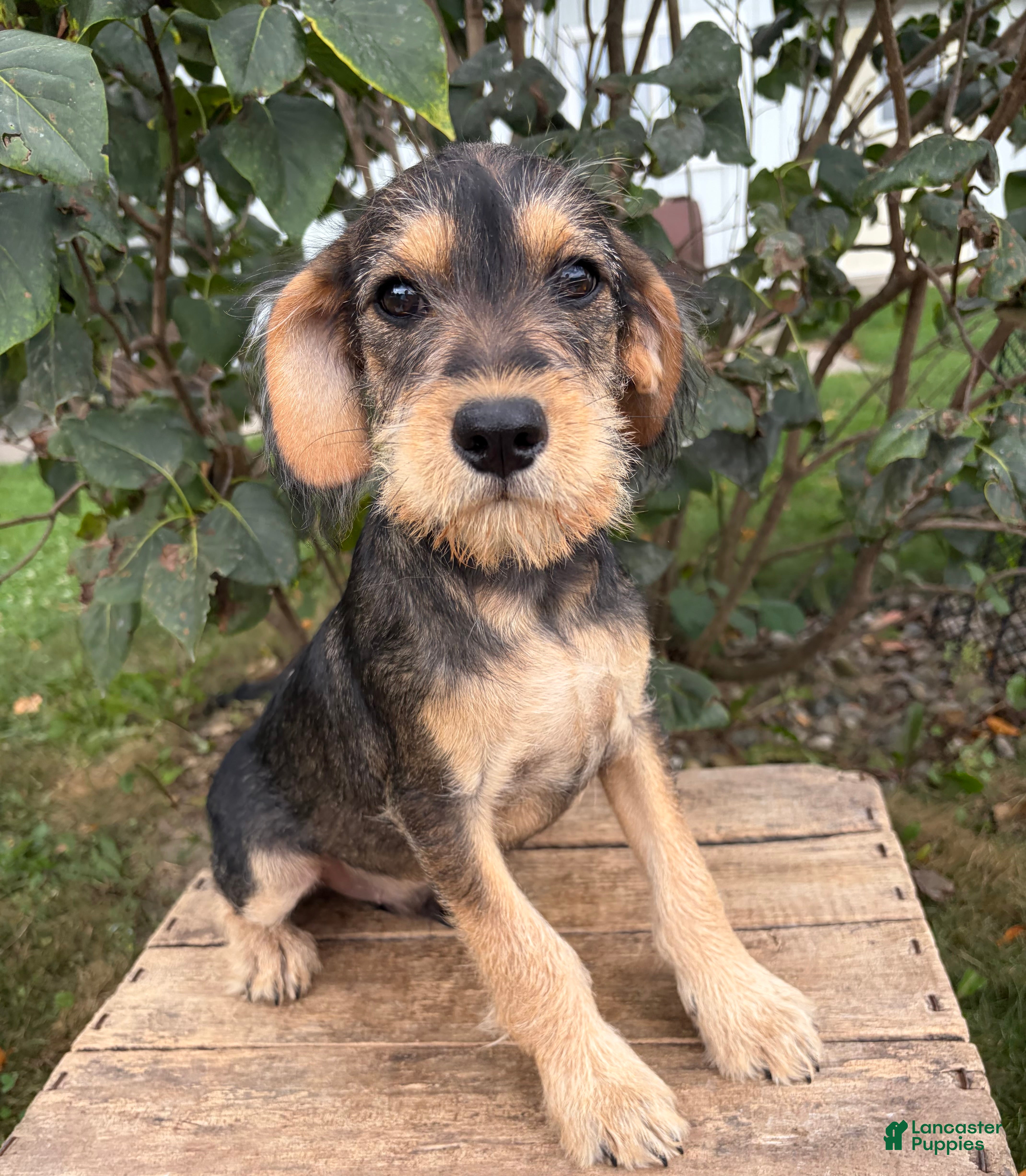 Schnoodle dogs Theodore - Ad 2