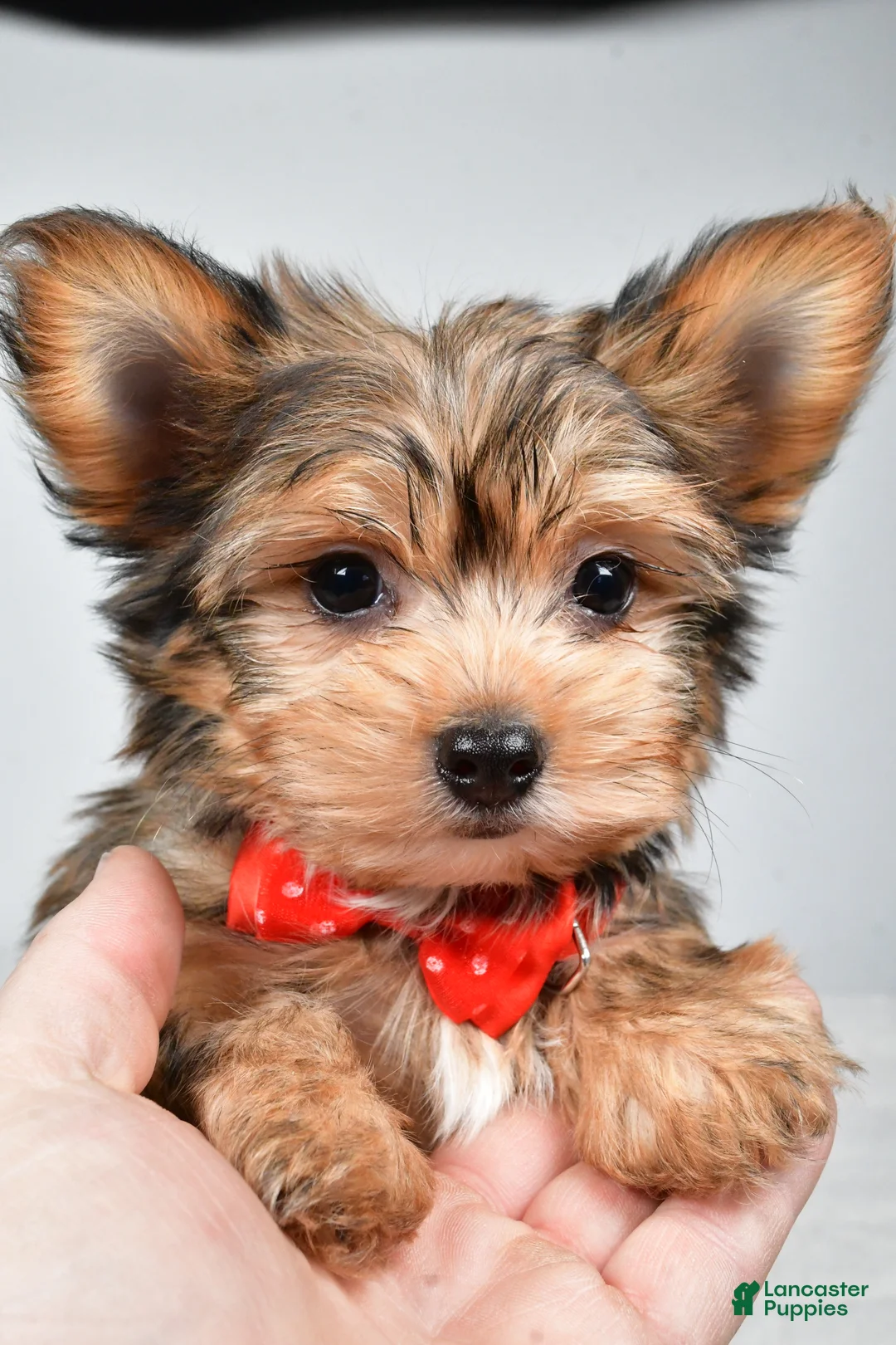 Yorkshire Terrier dogs for sale: Noah - Ad 7