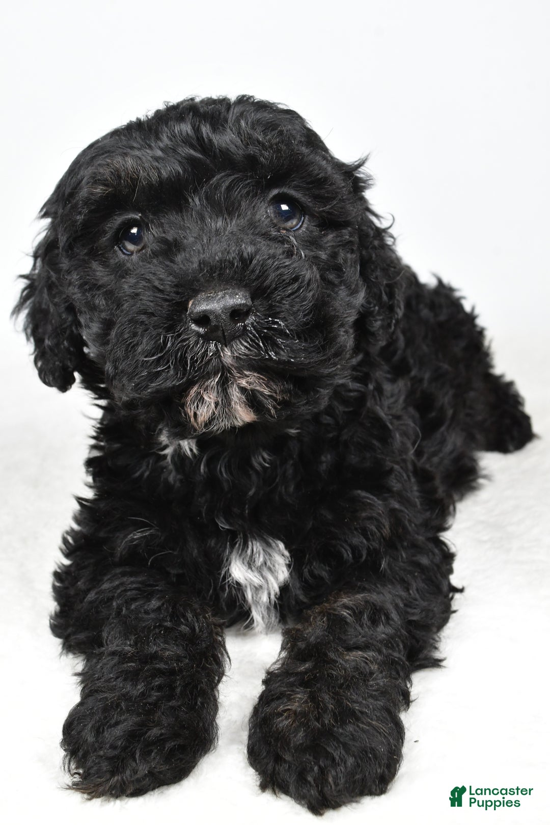 Cockapoo dogs for sale: Baker - Ad 5