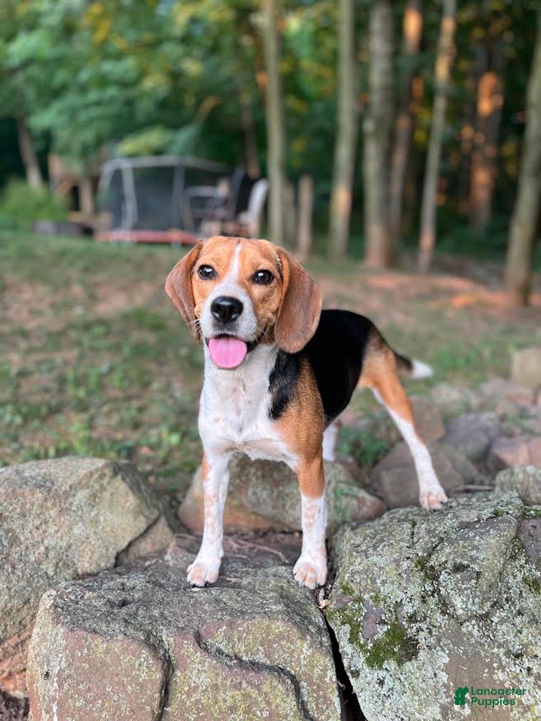 Beagle dogs for sale: Joy - Ad 2