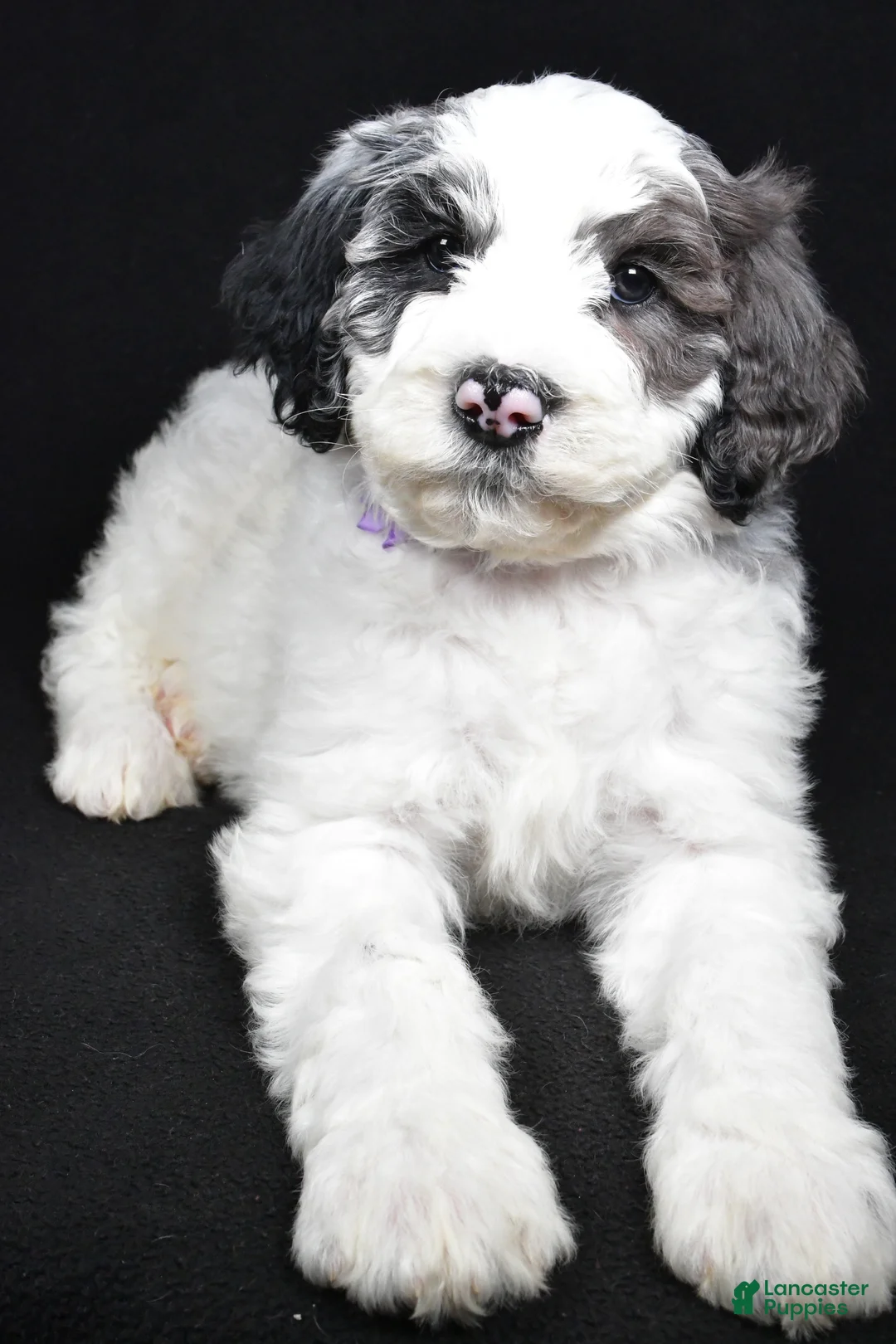 Sheepadoodle dogs for sale: Morgan - Ad 4