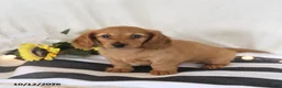 Miniature Dachshund dogs for sale: Rose  - Ad 5