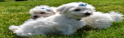Maltese dogs for sale:  Justin  - Ad 8