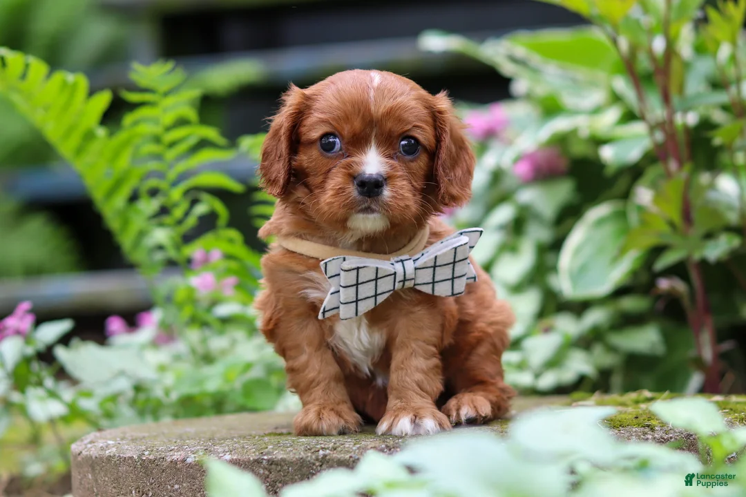 Cavalier King Charles Spaniel dogs for sale: Rusty - Ad 1