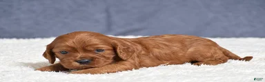 Fiona