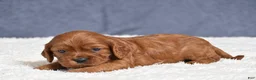 Cavapoo dogs for sale: Fiona - Ad 8