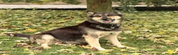 Gerberian Shepsky dogs for sale: Frisky - Ad 6