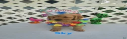 Golden Retriever dogs for sale: Sky - Ad 7