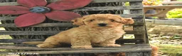 Havapoo dogs for sale: Teddy - Ad 4