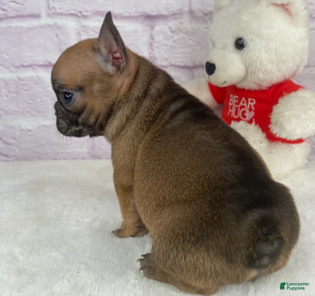 French Bulldog dogs for sale: Cup cake - Ad 5