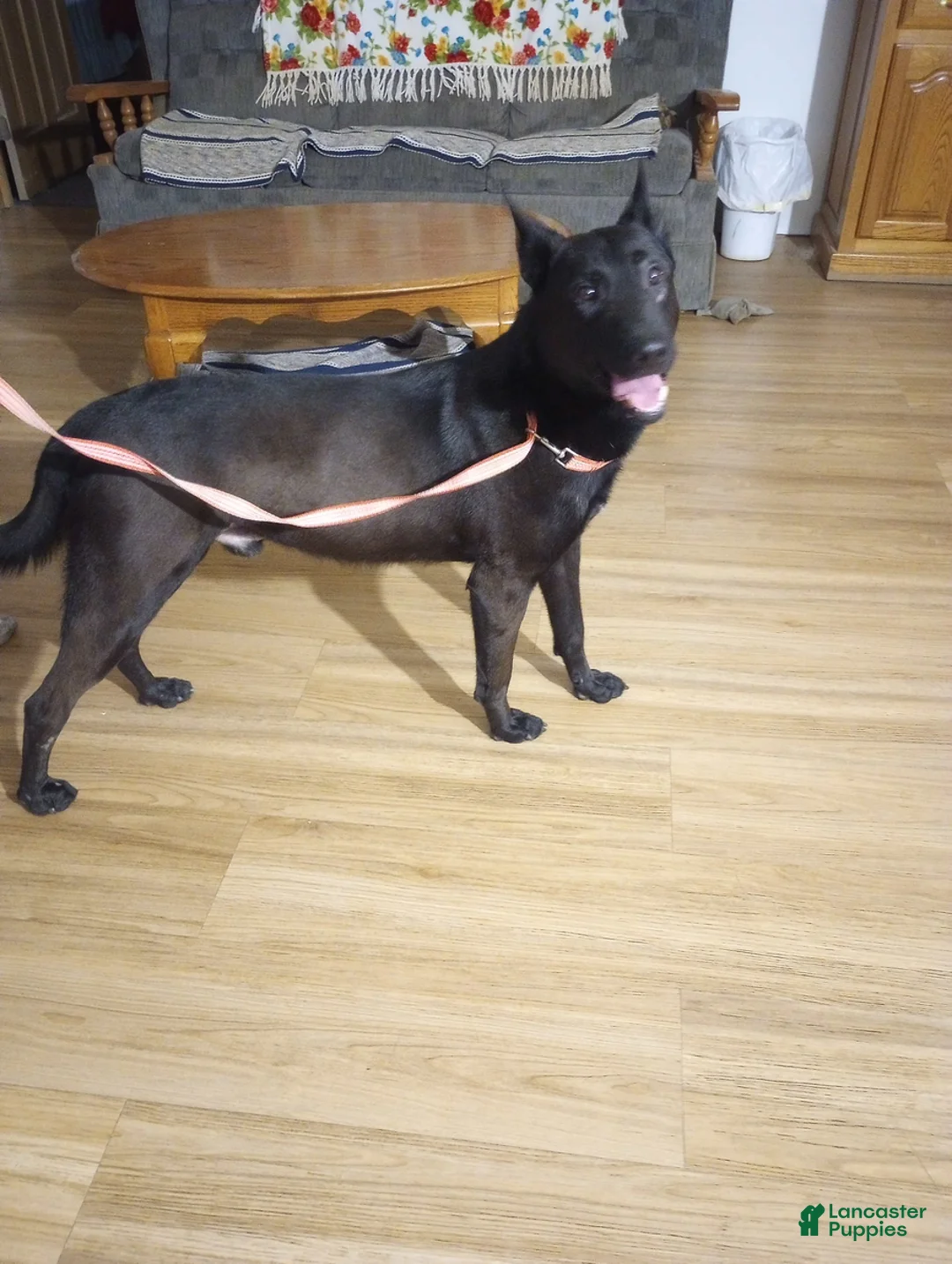 Belgian Malinois dogs for sale: Lacey - Ad 12