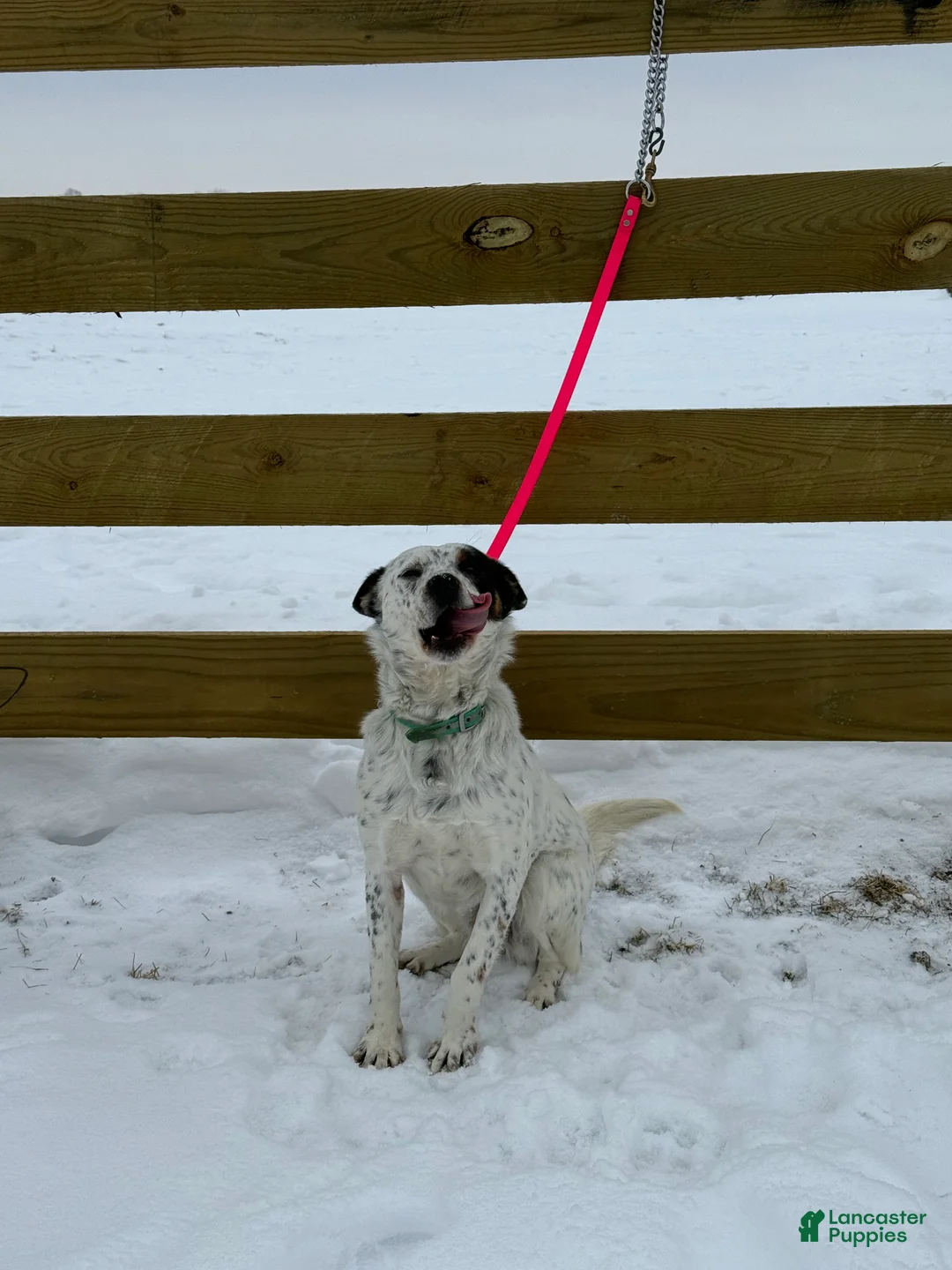 Australian Cattle Dog dogs for sale: Spotty - Ad 2