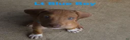 Rhodesian Ridgeback dogs for sale: Pink Girl - Ad 13