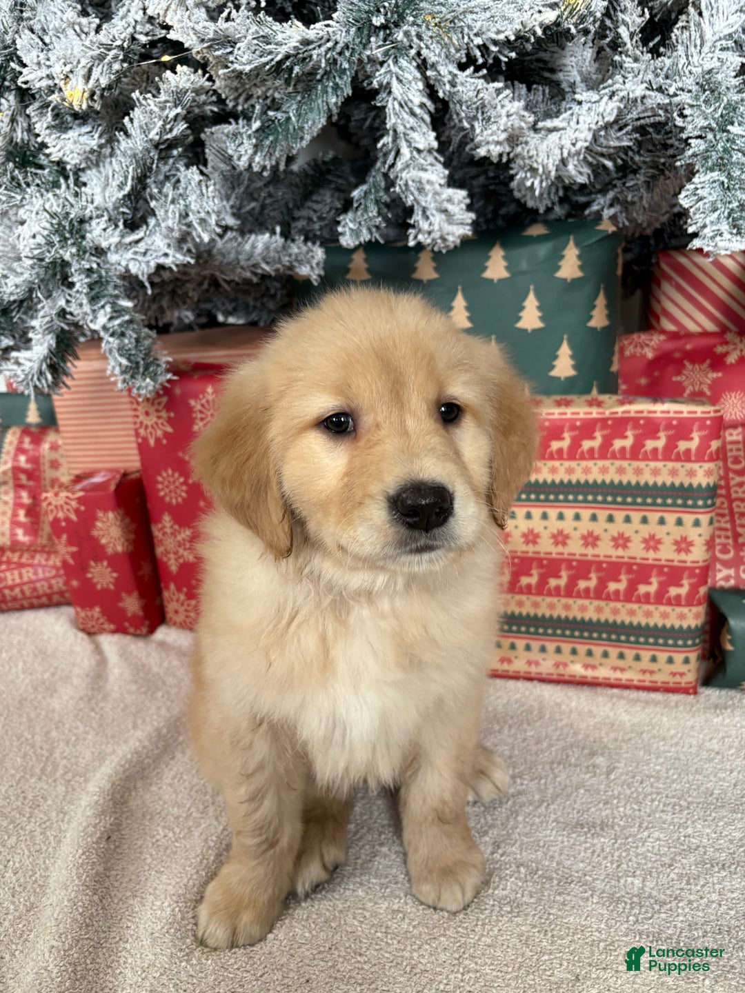 Golden Retriever dogs for sale: Noel - Ad 1