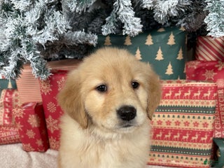 Golden Retriever dogs Noel - Ad 21