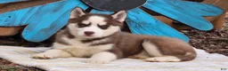 Siberian Husky dogs for sale: Brant - Ad 3