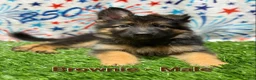 German Shepherd dogs for sale: Brownie - Ad 2