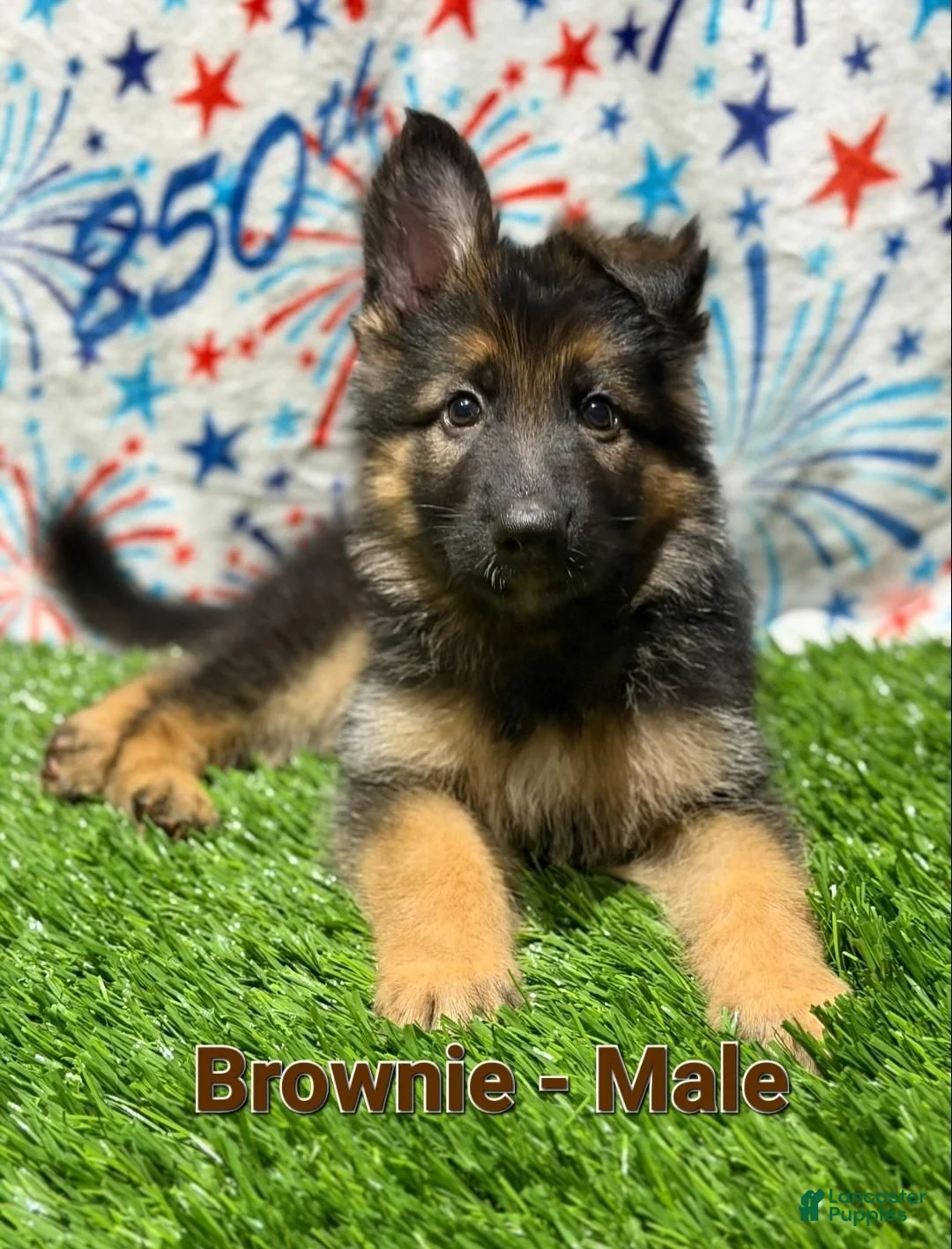 German Shepherd dogs for sale: Brownie - Ad 2