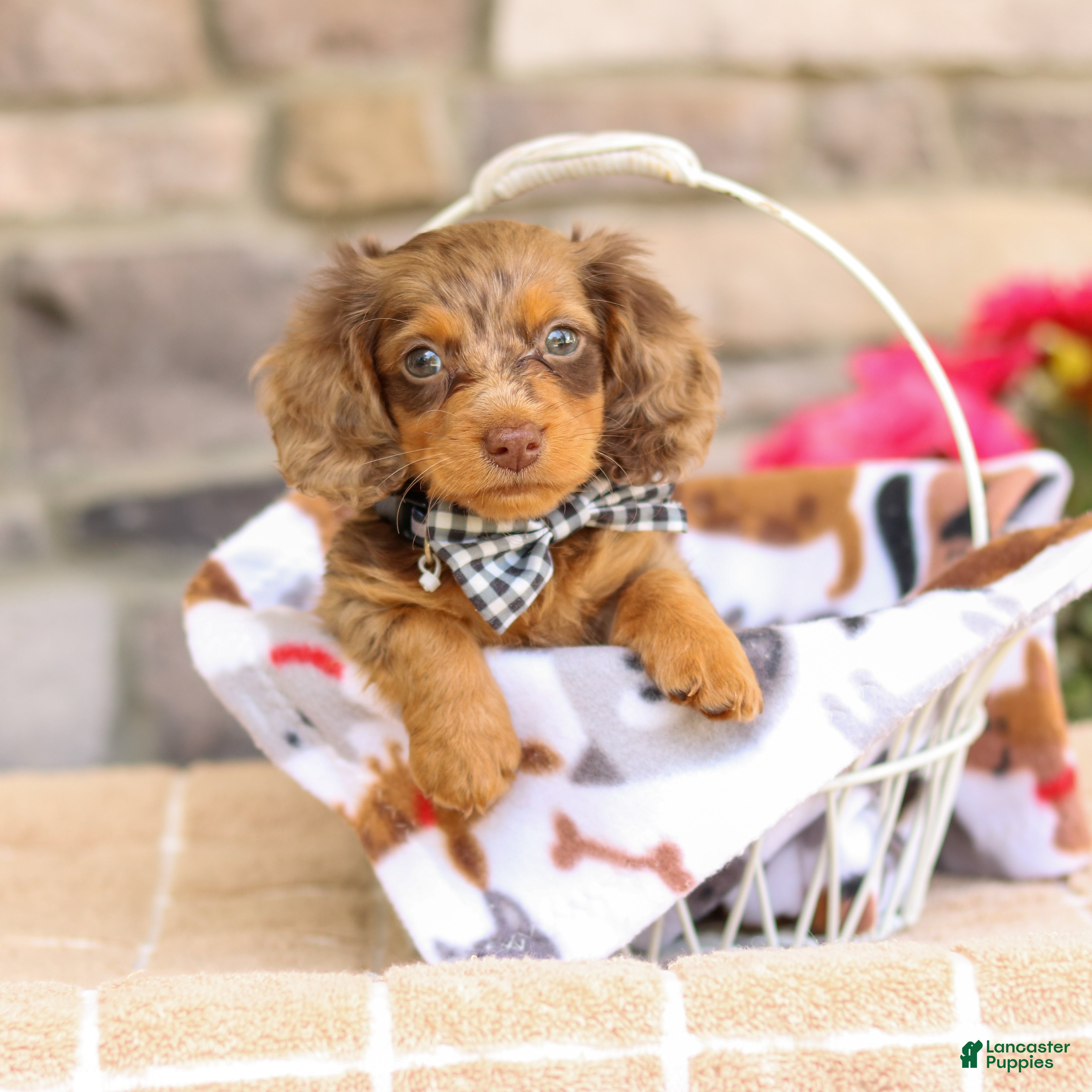 Miniature Dachshund dogs Lucas - Ad 1