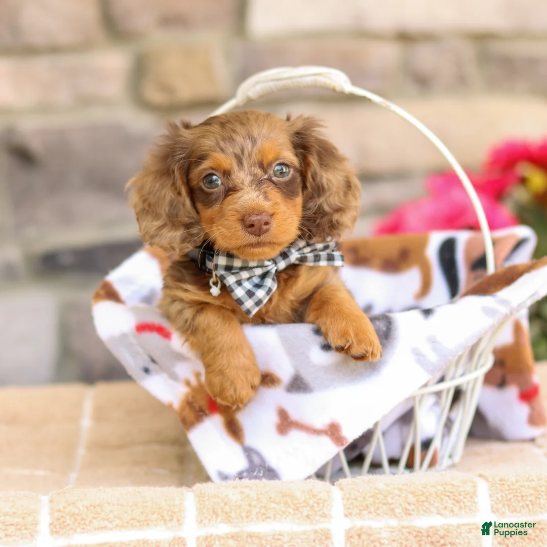 Miniature Dachshund dogs for sale: Lucas - Ad 1