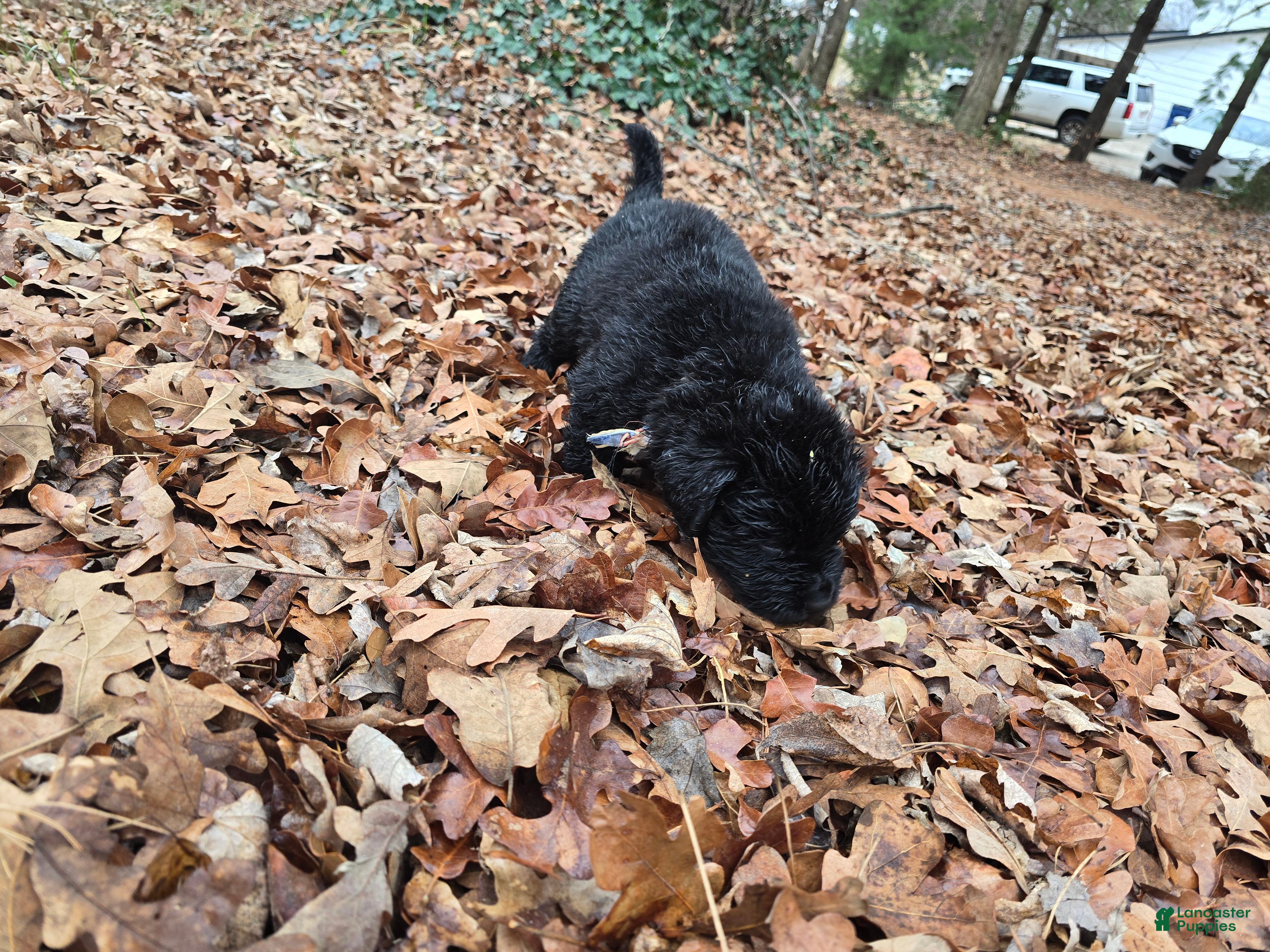 Newfoundland dogs Newfoundland Puppy 5 boy - Ad 5