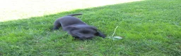 Labrador Retriever dogs for sale: Labrador Retriever Puppy 4 - Ad 11