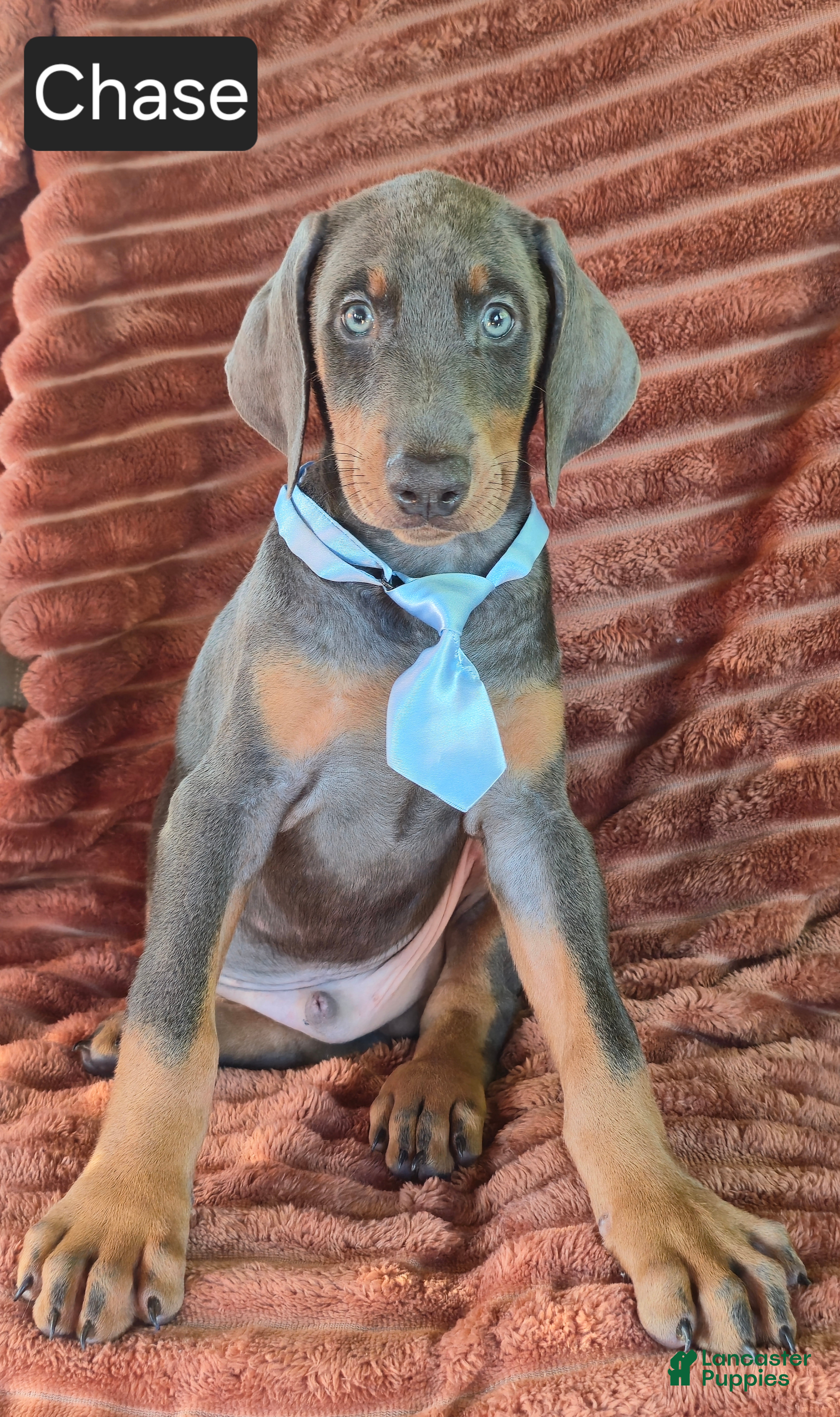 Doberman Pinscher dogs Chase - Ad 1